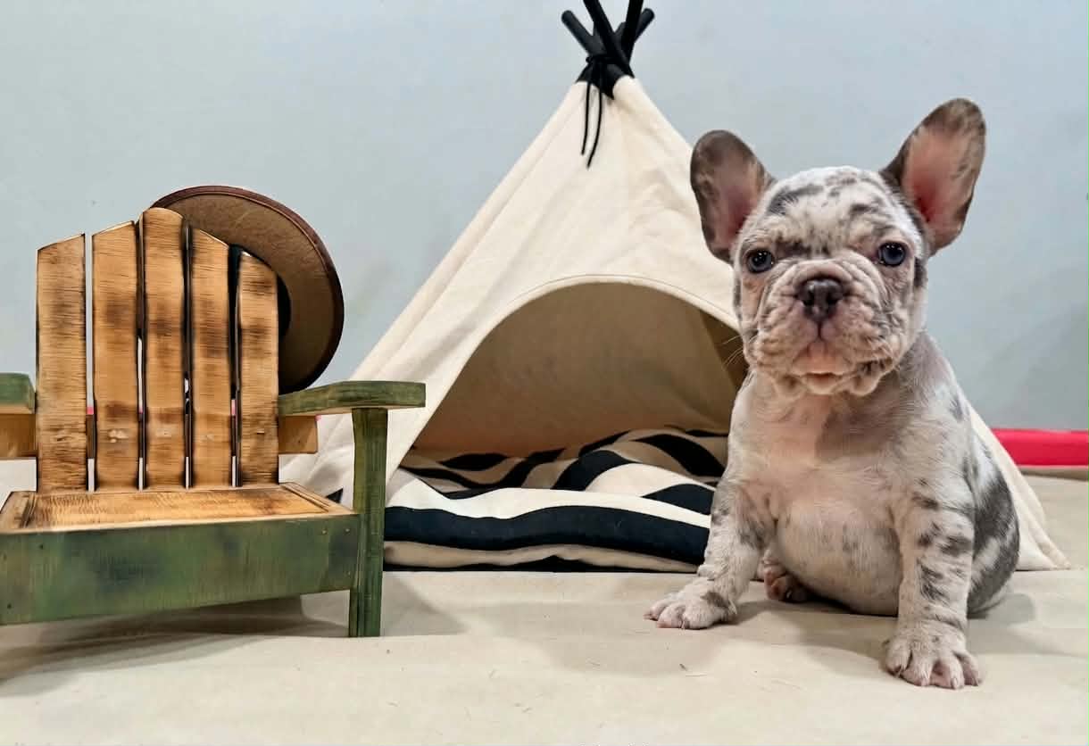Nike, Merle French Bulldog puppy