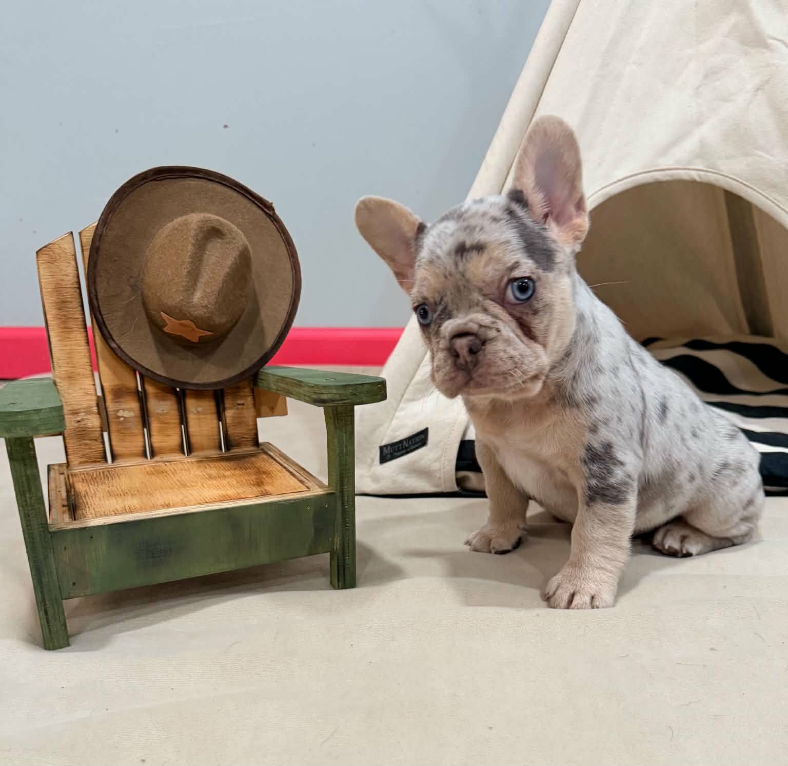 Callista, Merle French Bulldog puppy