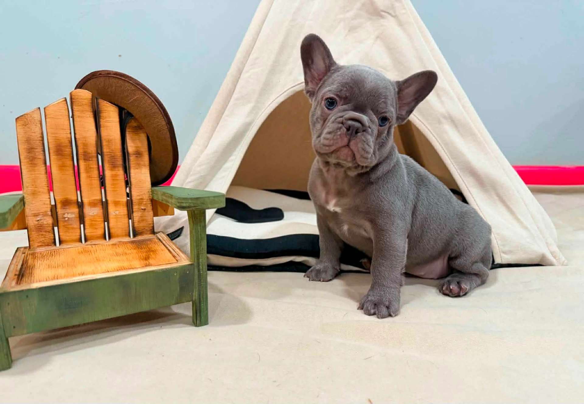 Celeste, Lilac French Bulldog puppy