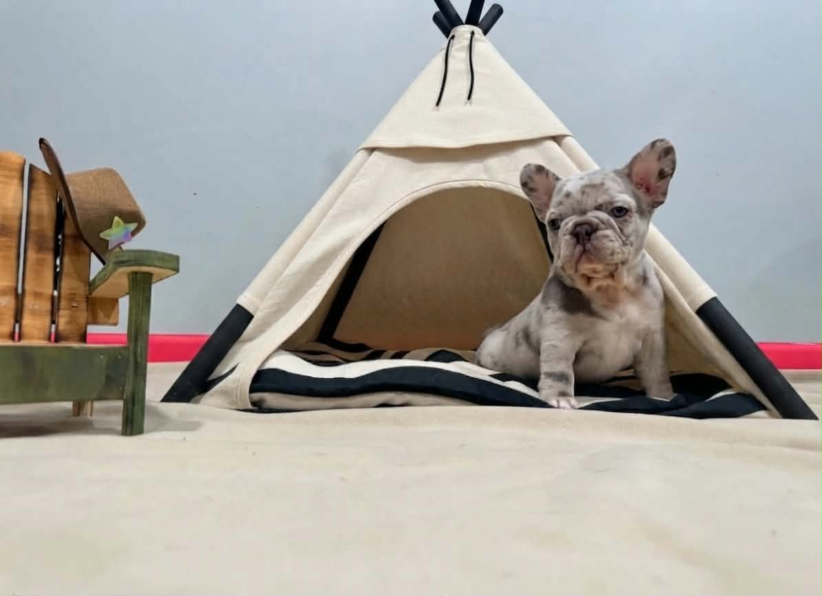 Aurora, Merle French Bulldog puppy