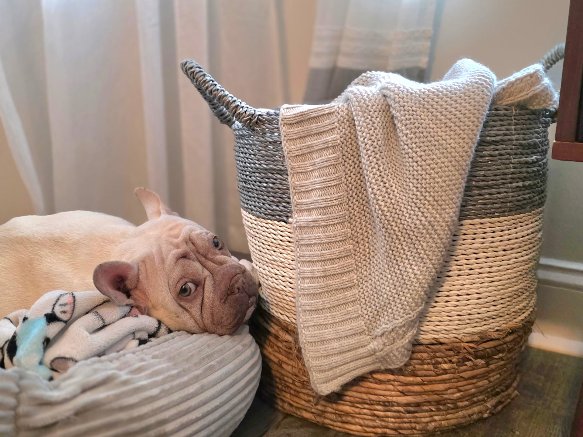 Dutchess, retired adult French Bulldog
