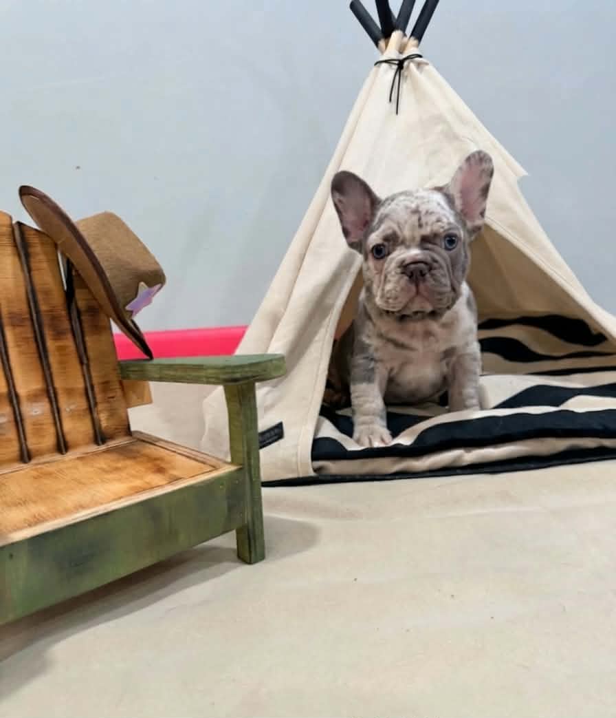 Orion, Merle French Bulldog puppy